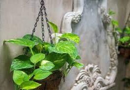 vastu-tips-for-money-plant