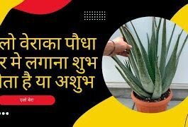 vastu-tips-plant