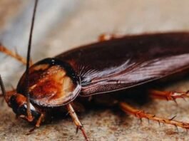 get-rid-of-cockroache